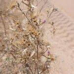 Image result for Pechuel-Loeschea leubnitziae