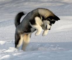 You must pick up the puppy, we do not offer shipping. Siberian Husky Information Temperament Photos Dogexpress