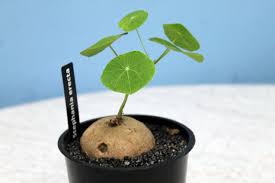 We did not find results for: Stephania Erecta Plant N Bak