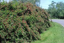 Image result for Pycreus capillifolius