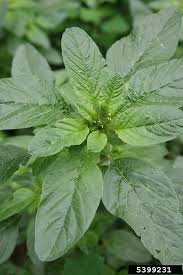 Image result for Amaranthus cruentus