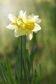 Maybe you would like to learn more about one of these? 20 Best Spring Flowers Popular Flowers To Plant In Spring