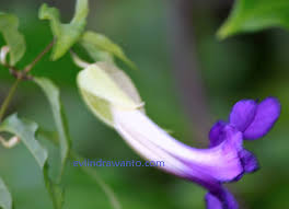 Bunga terompet bahasa inggrisnya angel's trumpet ini yang mempunyai bentuk lonjong seperti terompet yang memiliki berbagai warna kuning, merah, ungu dll. 32 Gambar Bunga Terompet Ungu Galeri Bunga Hd