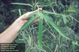 Image result for Loudetia arundinacea