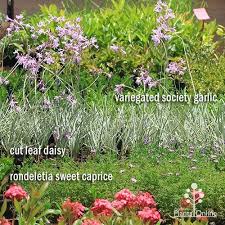 Image result for Tulbaghia cameronii