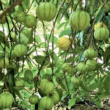 Image result for Discopodium penninervium