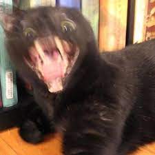 We did not find results for: Cursed Cats General Discussion Flight Rising