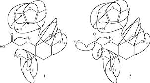 Image result for Tessmannia burttii