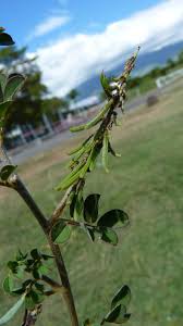 Image result for Indigofera microcalyx
