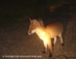 Red Fox | British Wildlife Wiki | Fandom