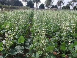 Image result for Dolichos