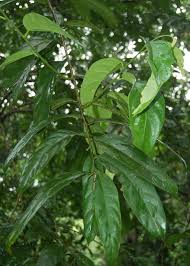 Image result for Achariaceae