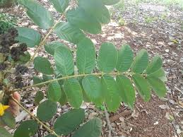 Image result for Centrolobium