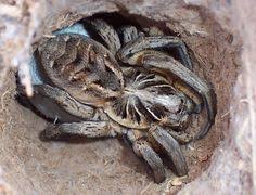 Many of these areas occur around doors and windows, especially in an apartment. 10 Wolf Spiders Ideas Wolf Spider Spider Wolf