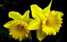 Image Result For Daffodils Images Free Download Daffodil Flower Daffodils Flowers