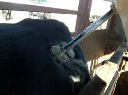 This method seems to be painless and is legible a branding iron is placed in liquid nitrogen and becomes extremely cold. How Practical Is Freeze Branding For Large Commercial Beef Herds Beef Central