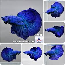 Fwbettashm1542097457 Male Young Half Moon Solid Blue Nv24 Seller Dindang In Thailand Nov 6 2018 Betta Fish Pet Fish Betta
