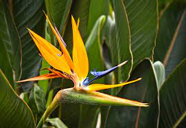 Tropical flowers are those species of flowers that are native to the tropics. 23 Exotic Flowers In Hawaii Hawaii Com