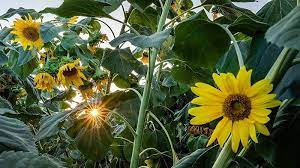 Helianthus annuus, the common sunflower, is a large annual forb of the genus helianthus grown as a crop for its edible oil and edible fruits. Ladang Bunga Matahari Di Aleshtar Pars Today