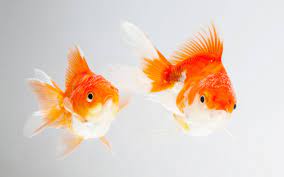 Are Goldfish Fin Nippers Aquariumnexus