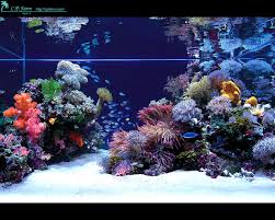 Of course, not all coral reef pieces lands along the outside parameter of a reef system. Build Thread Japanese Style Reef Tank Page 8 Reef2reef Saltwater And Reef Aquarium Forum
