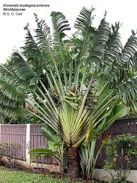 Bird Of Paradise Palm Plant Care Bird Of Paradise Plant Care Bing Images Exoticflowers Ekzoticheskie Cvety Posadka Derevev Sadovaya Izgorod