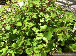 Image result for Plectranthus fruticosus