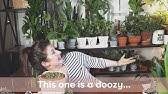   when plants move around in the box you end up with broken tops and an unhappy person who is receiving the plants. How To Move Houseplants When Moving House Youtube