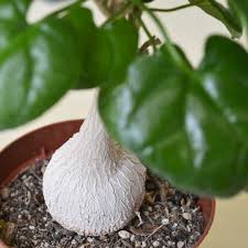 Image result for Pyrenacantha