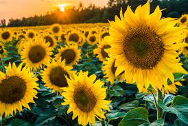 The sunflower (helianthus annuus) is a living annual plant in the family asteraceae, with a large flower head (capitulum). Black Oil Sunflower Premium Garden Seeds Hoss Tools