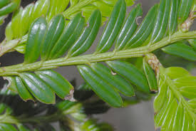 Image result for Podocarpaceae