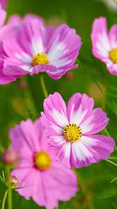 Hd Wallpaper 19 Amazing Flowers Wonderful Flowers Cosmos Flowers