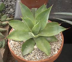 Image result for Monadenium spinulosum
