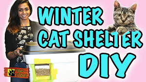 What is the best shelter for an outdoor cat? Diy How To Build Your Own Winter Cat Shelter Youtube