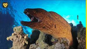 10 Cosas Que No Sabias De Las Anguilas Morenas Youtube