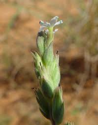 Image result for Buchnera speciosa