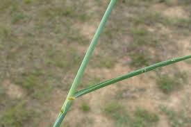 Image result for Eragrostis curvula