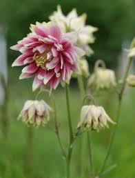 Aquilegia vulgaris 'nora barlow' aux fleurs en double pompon, rose pourpré et tachées de blanc ; Aquilegia Vulgaris Nora Barlow Claire Austin Aquilegia Vulgaris Flower Garden Plants Beautiful Flowers