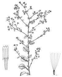 Image result for Pseudoconyza viscosa