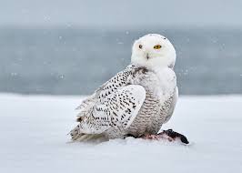 Snowy Owl Wikipedia 42 best images about drawing and paintings on pinterest. snowy owl wikipedia