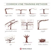 Illustrated Grape Vine Training Methods Wine Folly