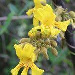 Image result for Markhamia obtusifolia