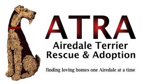 We currently have 2 excellent rated german airedale terrier puppies for sale to approved homes! Atra Airedale Terrier Rescue Adoption Finding Loving Homes One Airedale At A Time