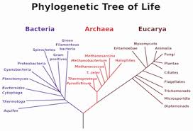 How To Classify Living Things Based On Characteristics