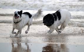 Chatons maine coon à donner contre bons soins (chats cats / maine coon) chatons maine coon à donner. Les 10 Races De Chiens Les Plus Grands