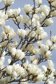 Take a look at our selection of magnolias available magnolia trees. Yulan Or Lily Tree Magnolia Denudata Syn Magnolia Heptapeta A Deciduous Tree Up To 15m Tall White Magnolia Tree White Flowering Trees Magnolia Denudata