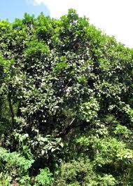 Image result for Elaeodendron