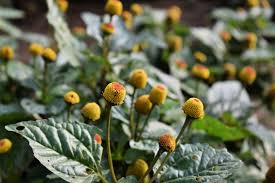Image result for Spilanthes costata