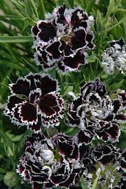 Search For Edible Flowers Kings Seeds Nz Ltd Picture Sweetly Scented Carnation Flowers Flower Garden Edible Flowers