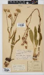 Image result for Pearsonia cajanifolia